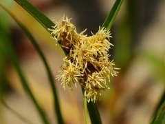 Bolboschoenus maritimus paludosus