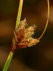 Bolboschoenus maritimus paludosus