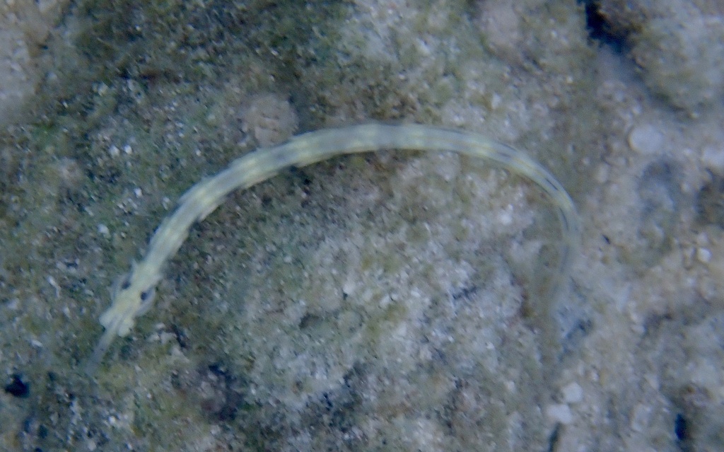 Bloodspot Pipefish