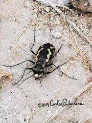 Cicindela hydrophoba
