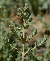 Atriplex depressa