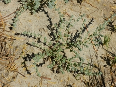 Atriplex depressa