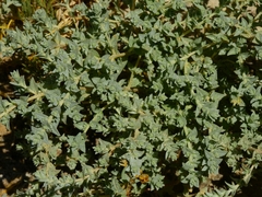 Atriplex depressa