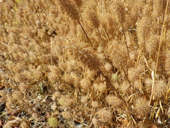 Trifolium angustifolium