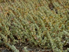 Atriplex depressa