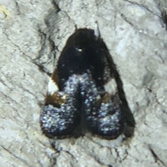 Menesta melanella