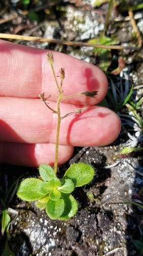Image of Veronica grandiflora by no rights reserved