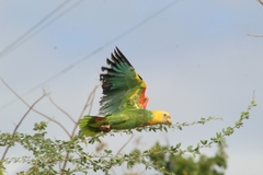 Amazona oratrix tresmariae