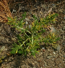 Centromadia parryi congdonii