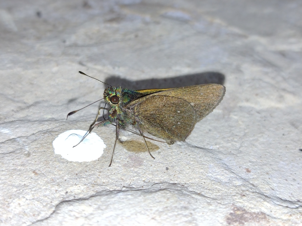Psoralis exclamationis