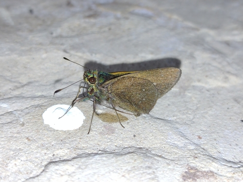 Psoralis exclamationis