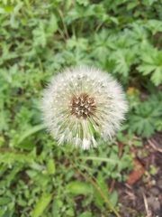 Taraxacum