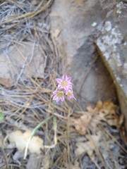 Allium bisceptrum