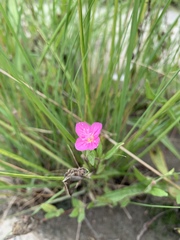 Oenothera rosea