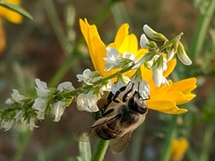 Apis mellifera