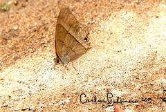Cissia similis