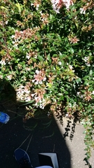 Abelia × grandiflora