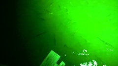 Cynoscion nebulosus