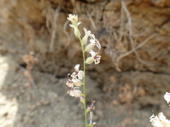 Streptanthus barbiger
