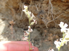 Streptanthus barbiger
