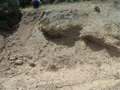 Streptanthus barbiger