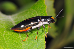 Metataenia erythrocephala