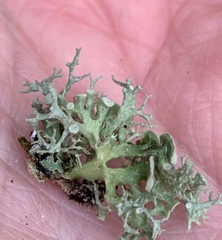 Ramalina dilacerata