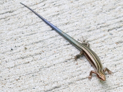 Japanese Skink photo 5