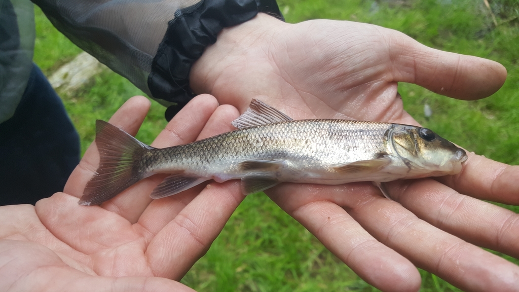 Summer Sucker