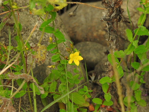 Hypericum undulatum (Hypericum undulatum)