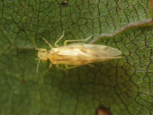 Chilenocaecilius ornatipennis