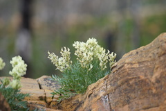 Oxytropis campestris