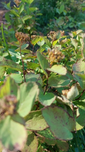 Image of Spiraea beauverdiana by no rights reserved