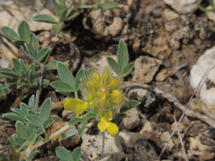 Dalea jamesii
