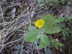 Erythranthe moschata