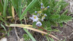 Polemonium californicum