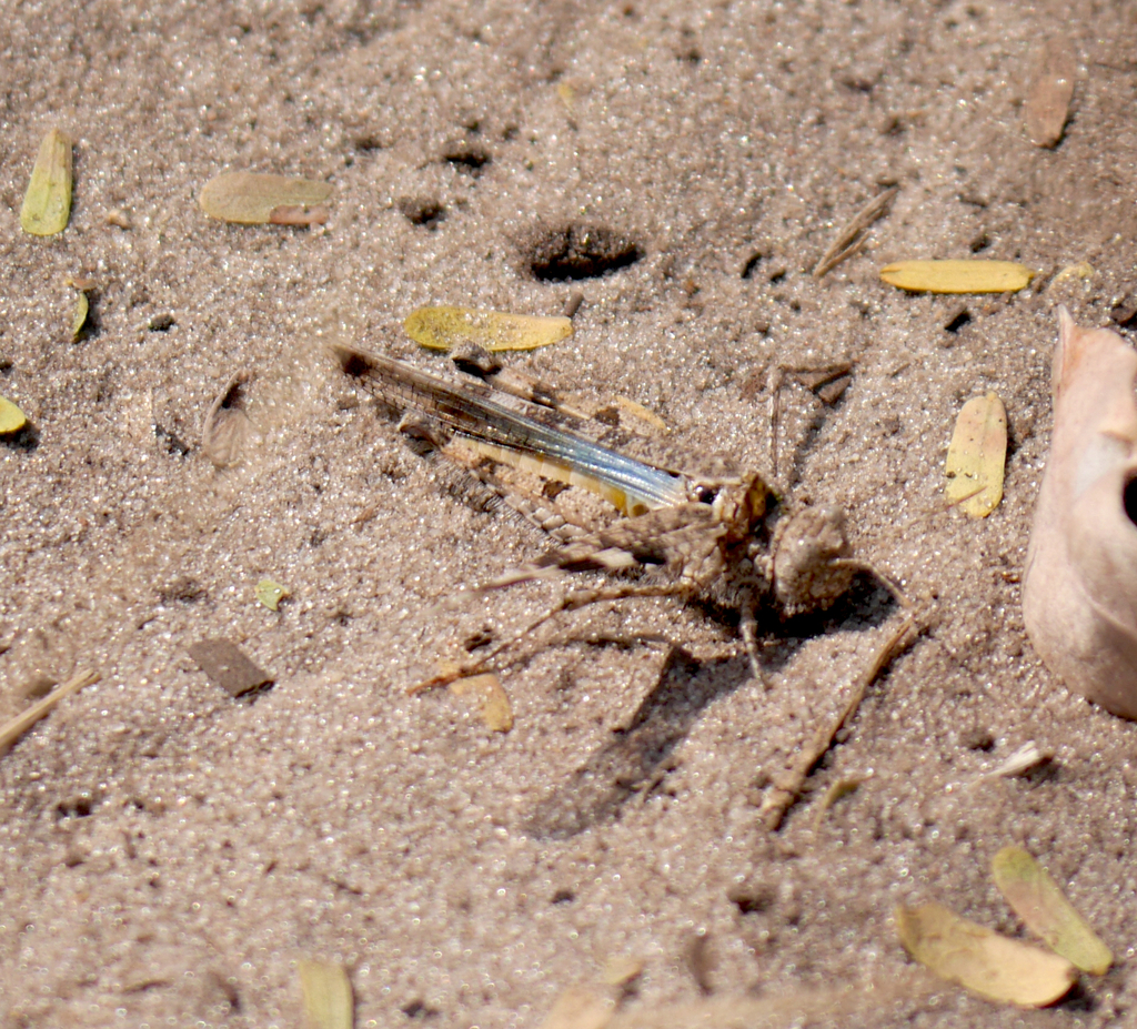 Acrotylus azureus