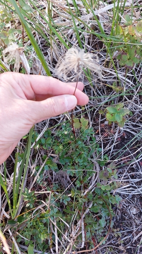 Image of Geum pentapetalum by no rights reserved