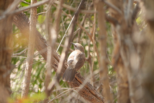 Hartlaub's Babbler (Turdoides hartlaubii), photo 4