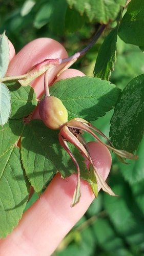 Image of Rosa amblyotis by no rights reserved