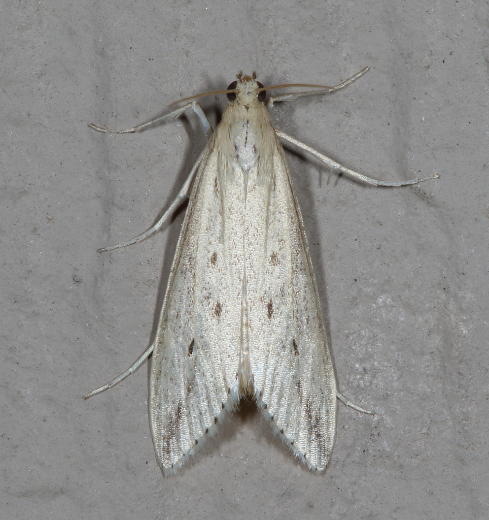 Donacaula tripunctellus