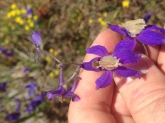 Delphinium sutherlandii