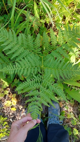 Image of Pteridium latiusculum by no rights reserved