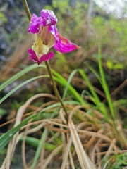 Bletia macristhmochila