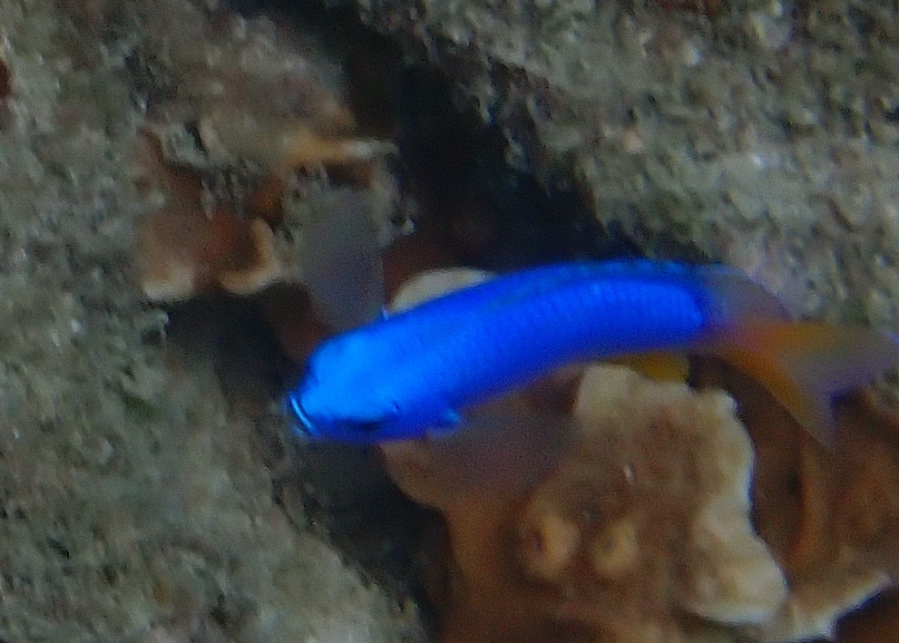 Blue Damsel