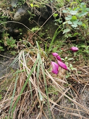 Bletia macristhmochila