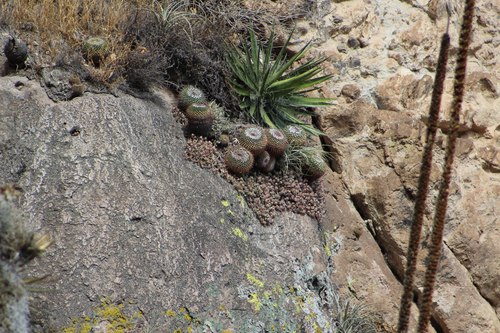 Mammillaria petterssonii