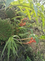 Pitcairnia karwinskyana