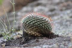 Mammillaria petterssonii