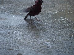 Carpodacus formosanus